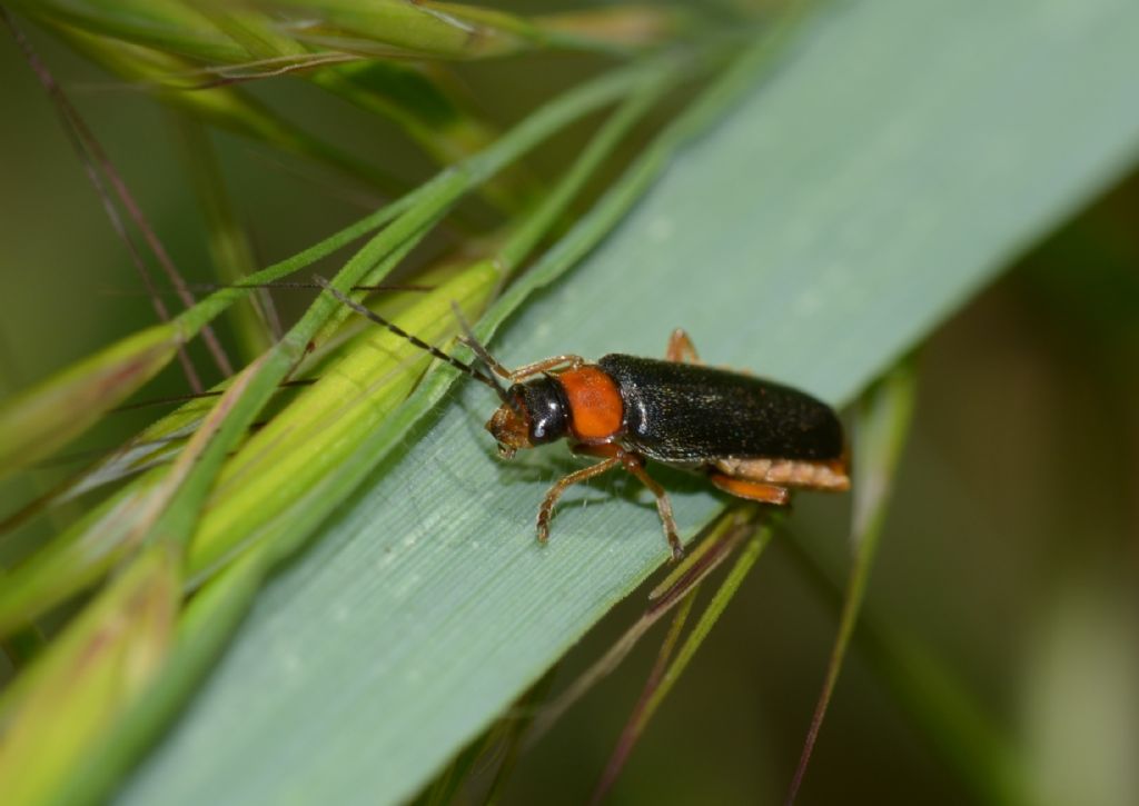 Cantharidae: Cantharis flavilabris